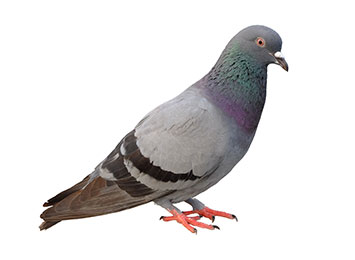 A pigeon on a white background.