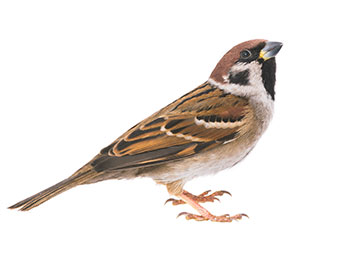 A sparrow on a white background.