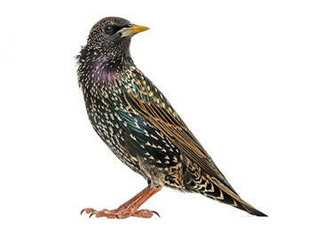 A starling bird on a white background.