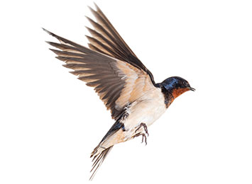 A swallow mid-flight.