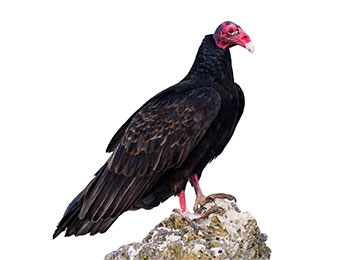 A turkey vulture on a rock.