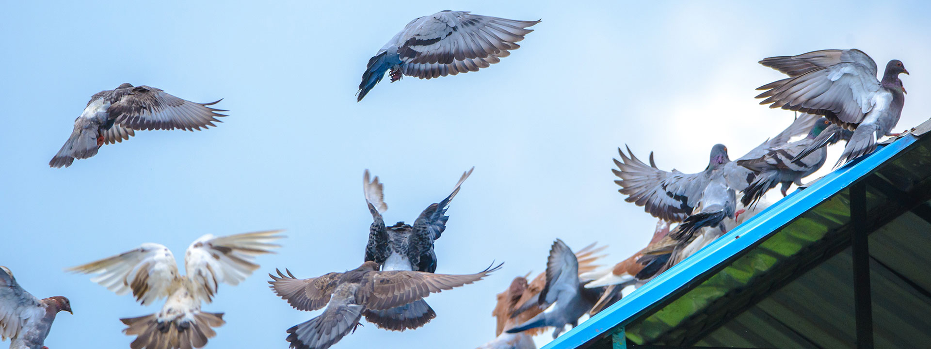 Pigeons taking off from the roof of a shed.