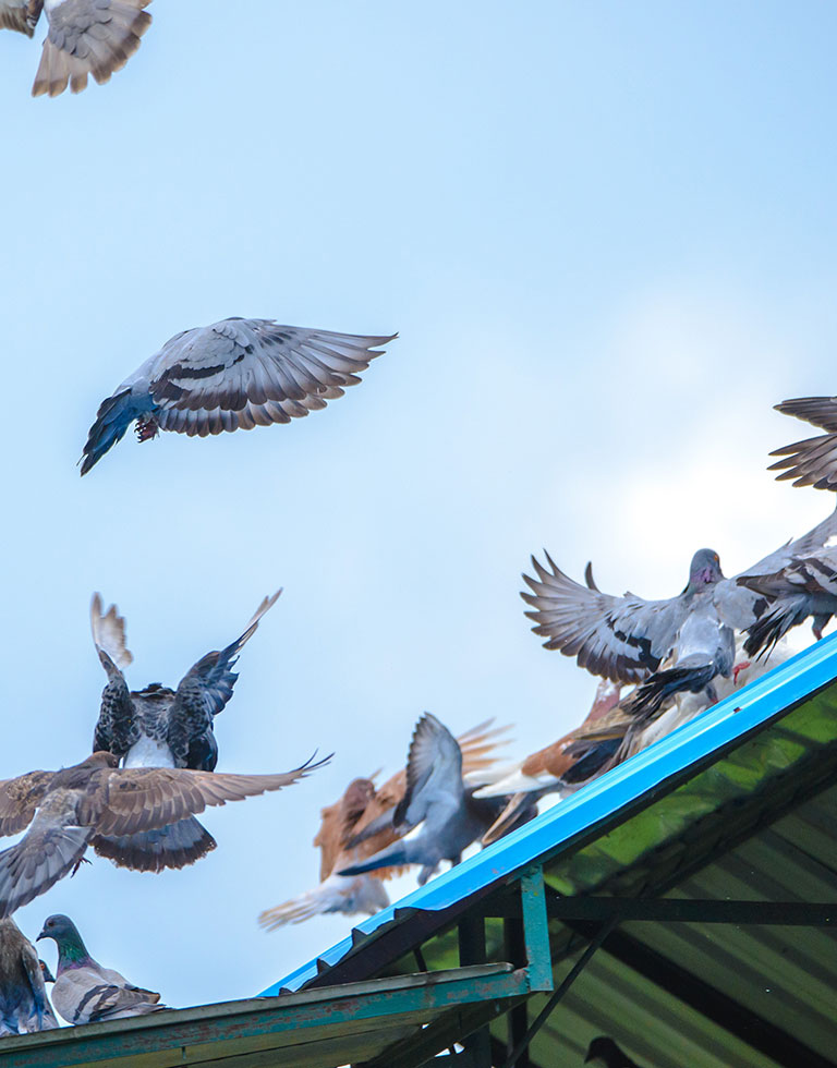 Pigeons taking off from the roof of a shed.