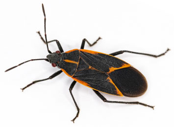 A closeup of a Boxelder bug on a white background.