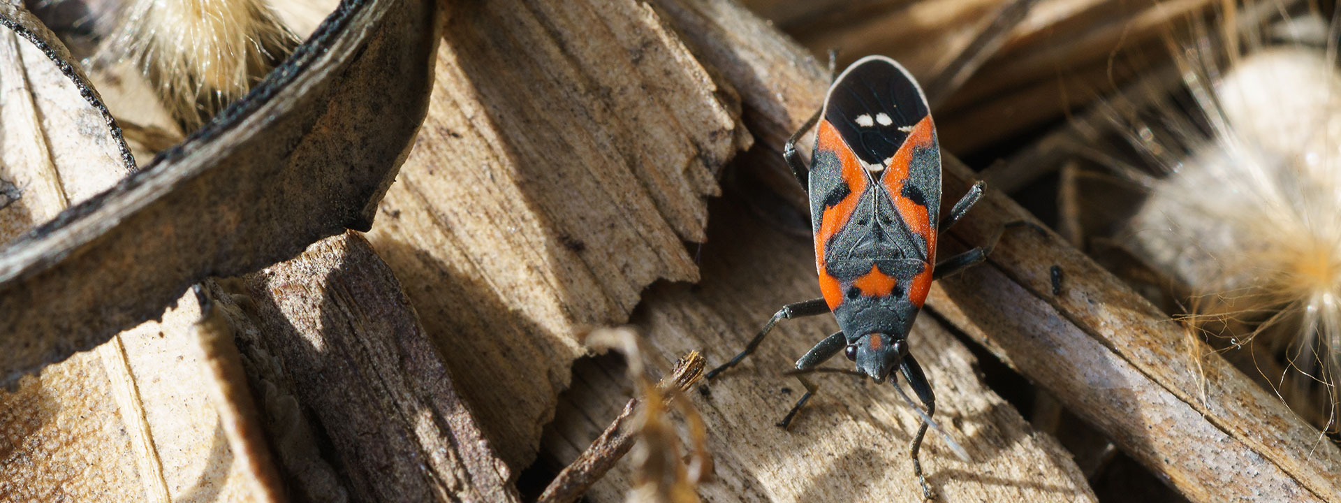 A Boxelder bug on a pile of logs.
