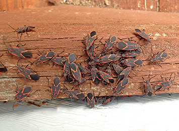 A boxelder bug infestation on a wooden fence.