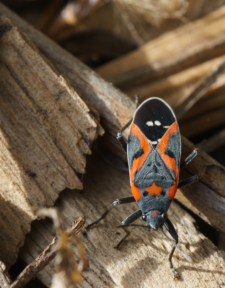 A Boxelder bug on a pile of logs.
