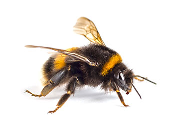 A bumblebee on a white background.