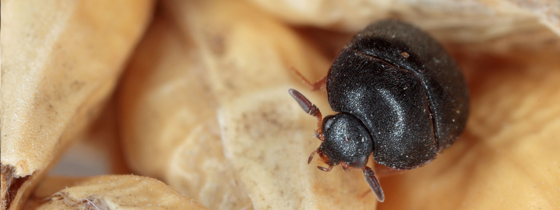 A carpet beetle eating.