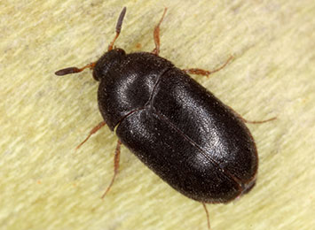 A closeup of a carpet beetle.