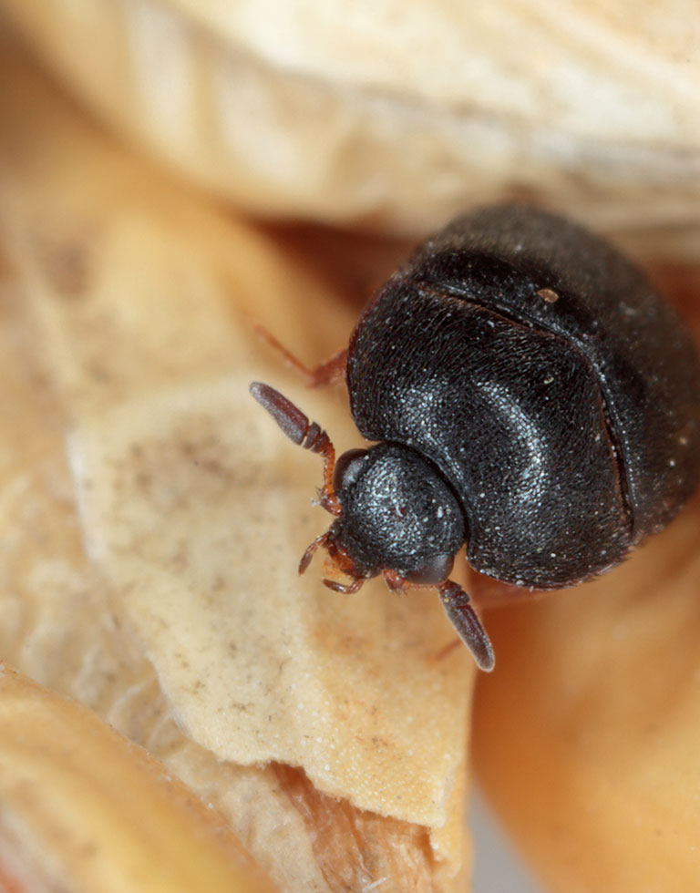 A Carpet Beetle eating.