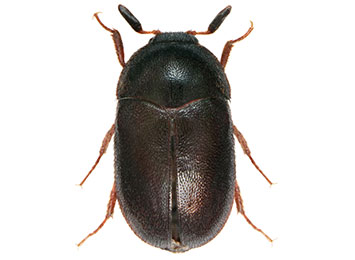 A closeup of a carpet beetle on a white background.