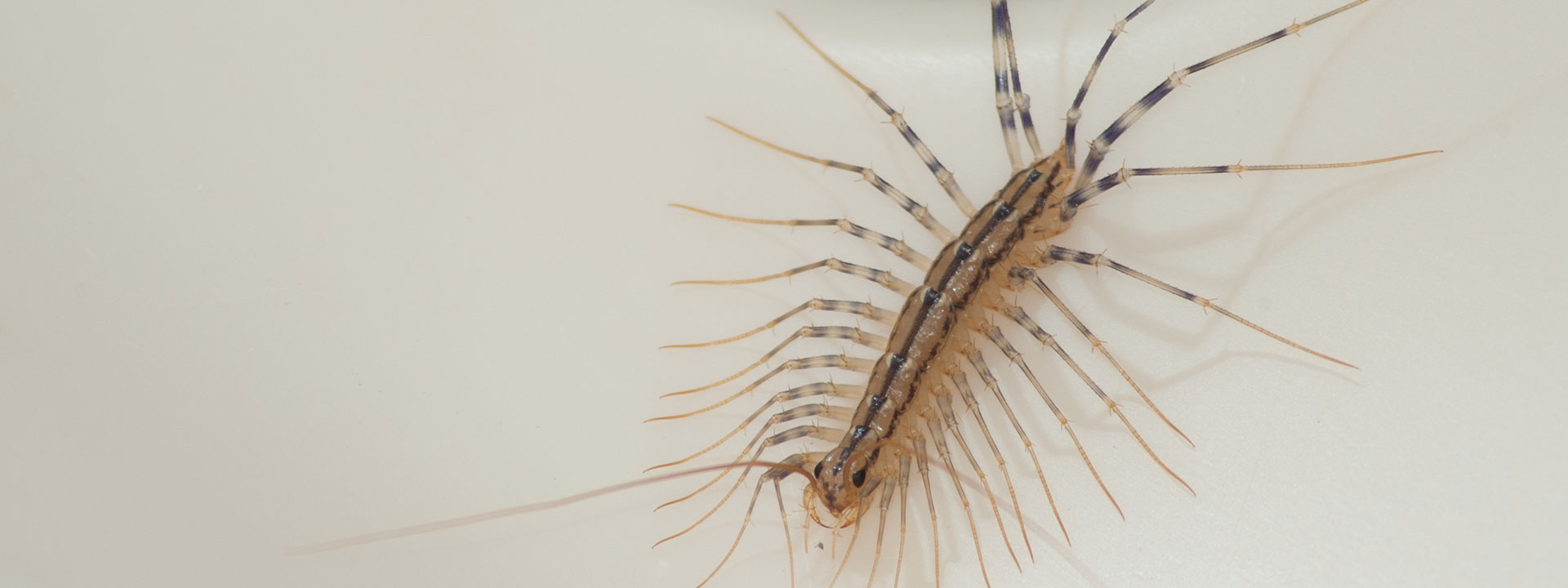 Closeup of a centipede.