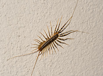 Closeup of a centipede on a wall.
