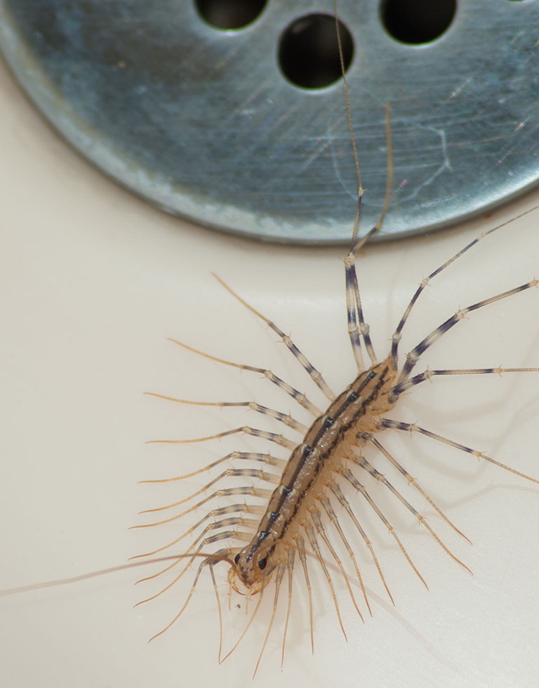 Closeup of a centipede near a drain.