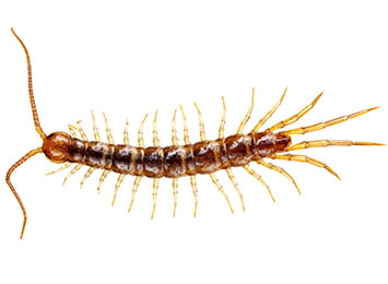 Closeup of a centipede with a white background.