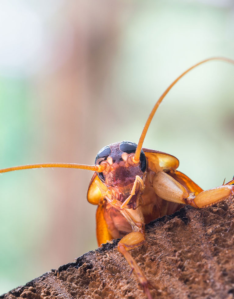 The face of a cockroach peeking over a log.