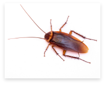 A cockroach on a white background.