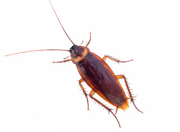 A cockroach on a white background.