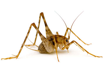 A small cricket on a white background.