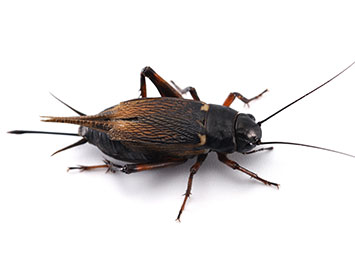 A Field Cricket on a white background.