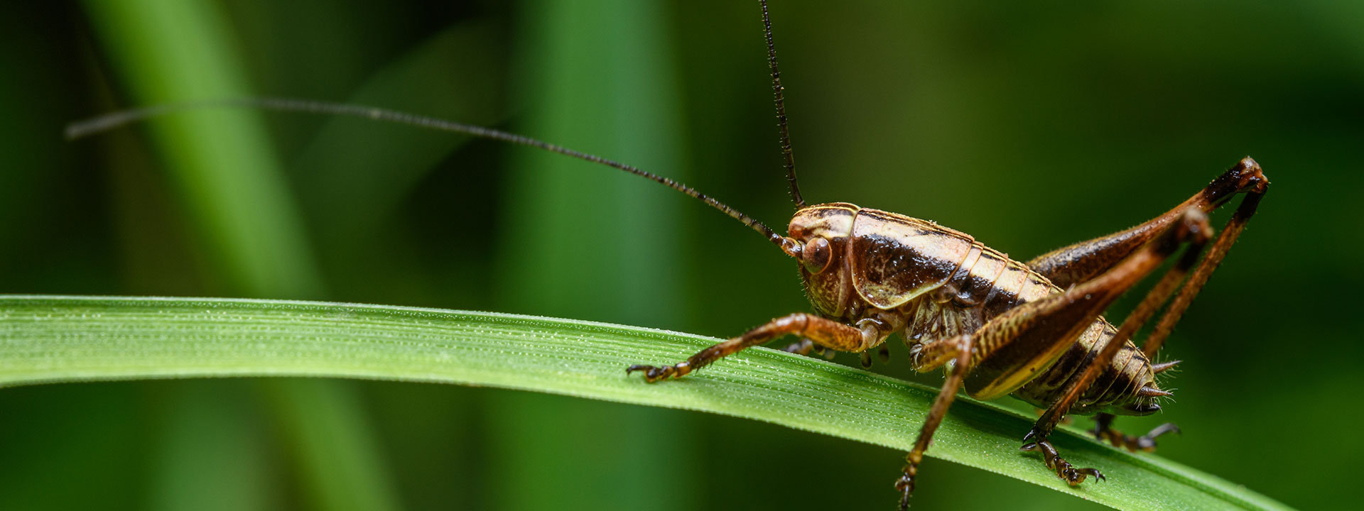 A closeup of a cricket on a blade of grass.