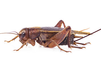 A sideways-facing cricket on a white background.