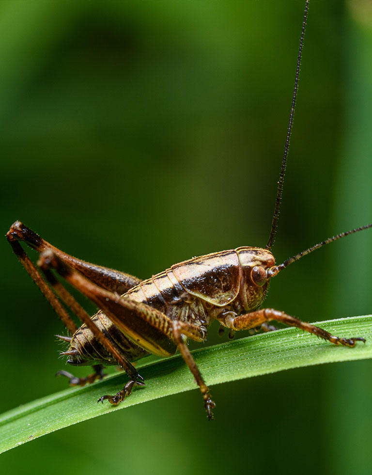A closeup of a cricket on a blade of grass.