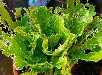 Lettuce damage caused by Earwig insects.
