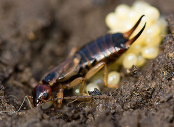 An Earwig laying eggs.