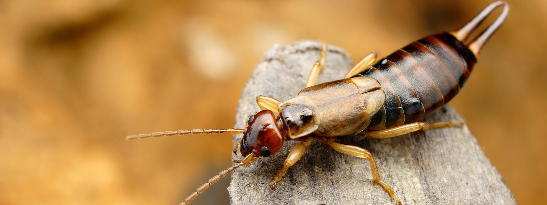 A closeup of an Earwig on the tip of a log.