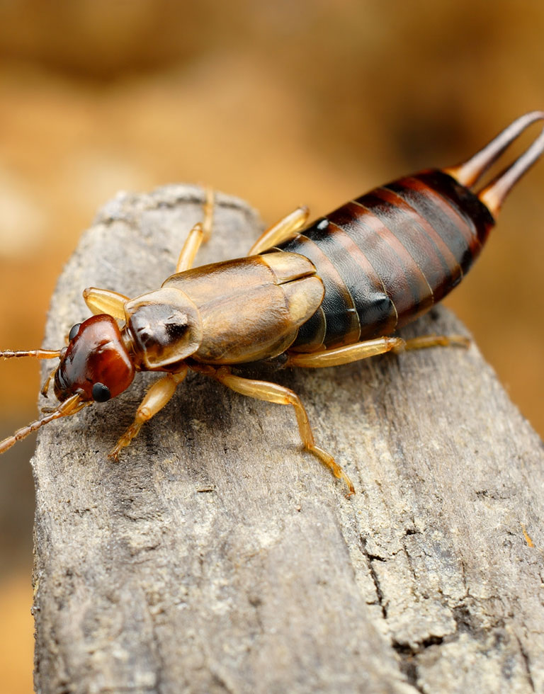 A closeup of an Earwig on the tip of a log.