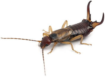 An Earwig on a white background.