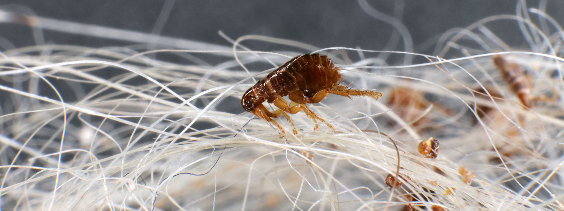 A closeup of fleas on a pile of hair.