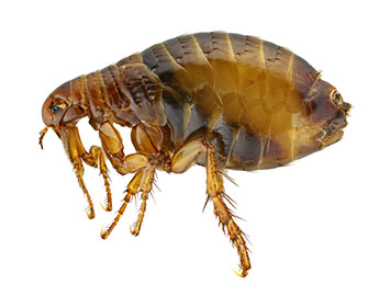A flea on a white background.