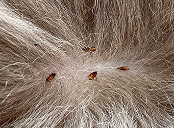 A flea infestation in hair.