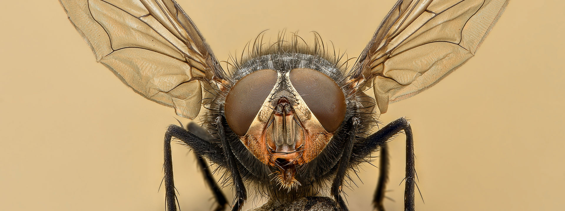 A closeup of a fly on a log with its wings spread out.