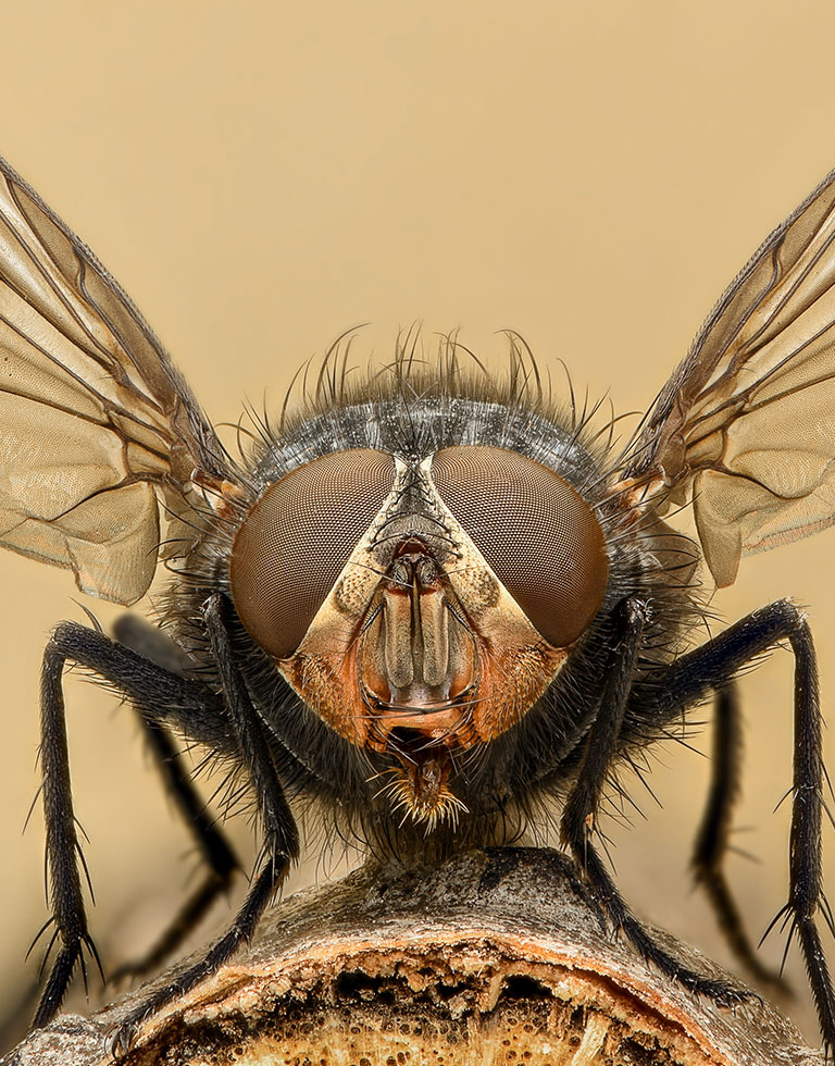 A closeup of a fly on a log with its wings spread out.