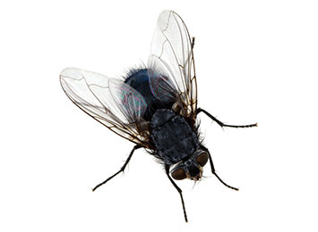 A fly on a white background.