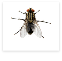 A fly on a white background.