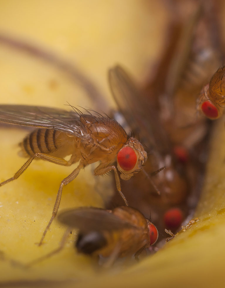 Fruit flies drinking nectar.
