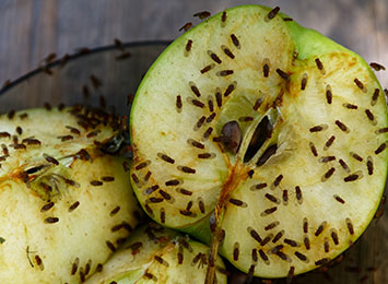 A fruit fly infestation on sliced green apples.