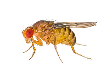A fruit fly on a white background.