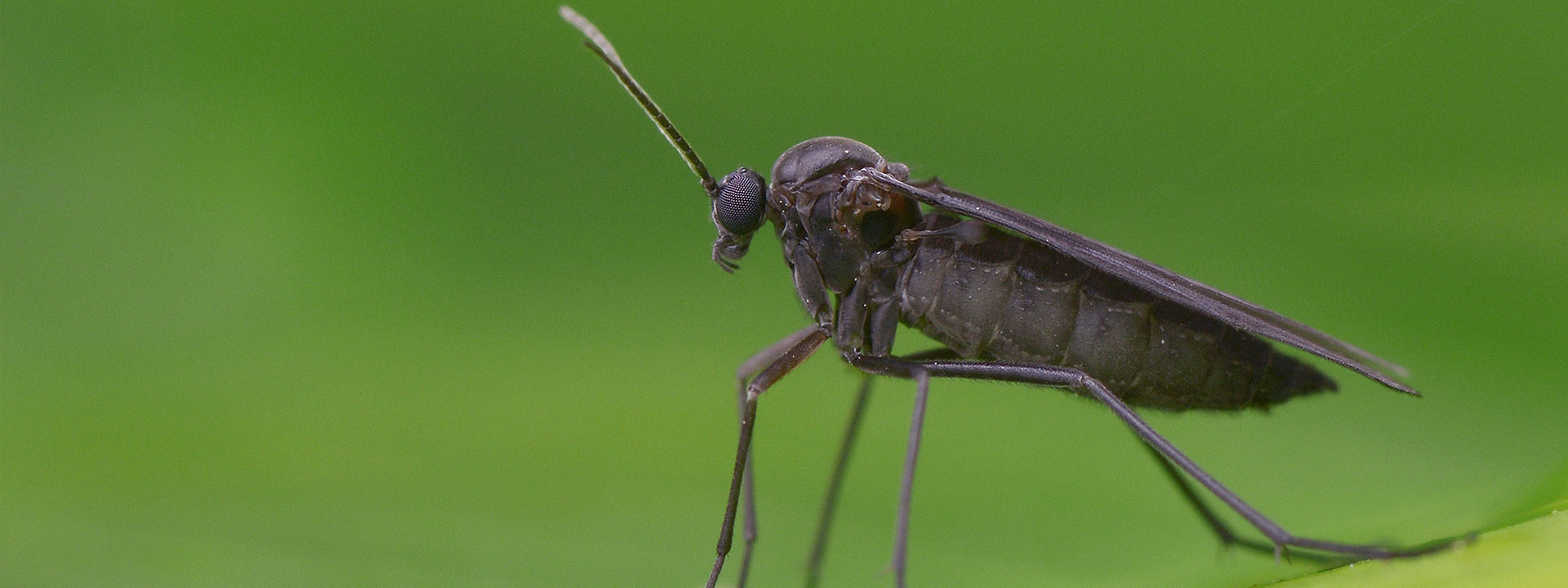 A closeup of a gnat on a leaf.