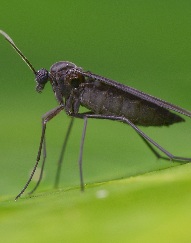 A closeup of a gnat on a leaf.