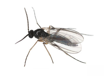 A closeup of a fungus gnat on a white background.