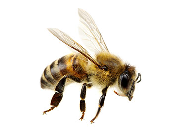 A honeybee mid-flight.