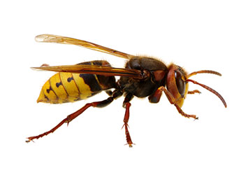 A sideways-facing hornet on a white background.
