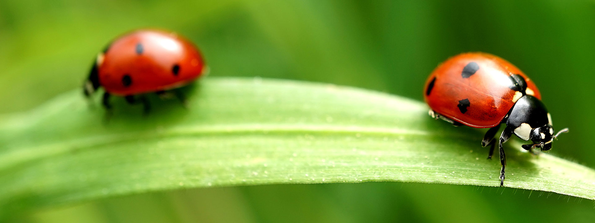 Closeup of two red Ladybugs on a blade of grass.
