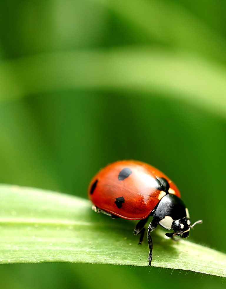 Closeup of a red Ladybug on a blade of grass.